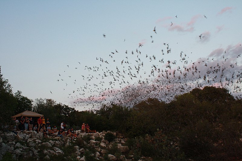File:Onlookers watch as Mexican free-tailed bats exiting Bracken Bat Cave (8006836254).jpg