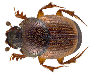 <i>Onthophagus centricornis</i> Species of beetle