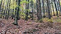 Zalesněný vrch Opalona (něm. Herren-Brände, 680 m n. m.) v Levínské vrchovině (Darnkowskie Wzgórza)