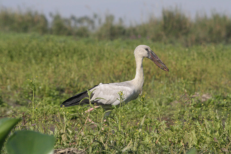 File:Open billed stork.jpg