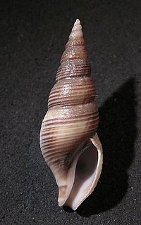 <i>Ophiodermella inermis</i> species of mollusc