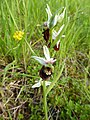 Ophrys holosericea France - Gambsheim