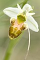 Ophrys scolopax alba colour