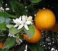 פירות ופרחי התפוז