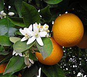Appelsiineja