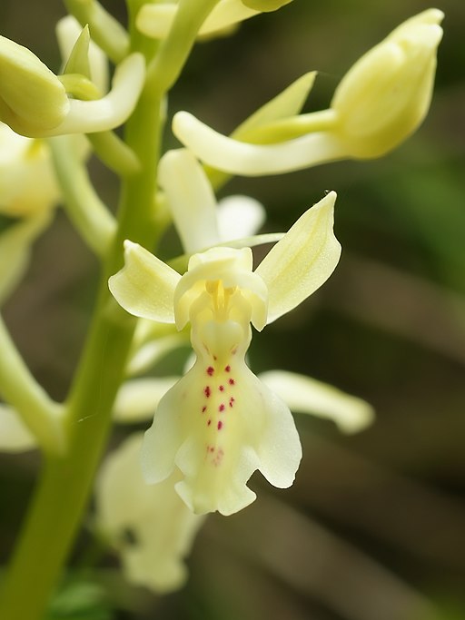 Orchis provincialis (flower)