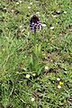 Orchis purpurea Spain