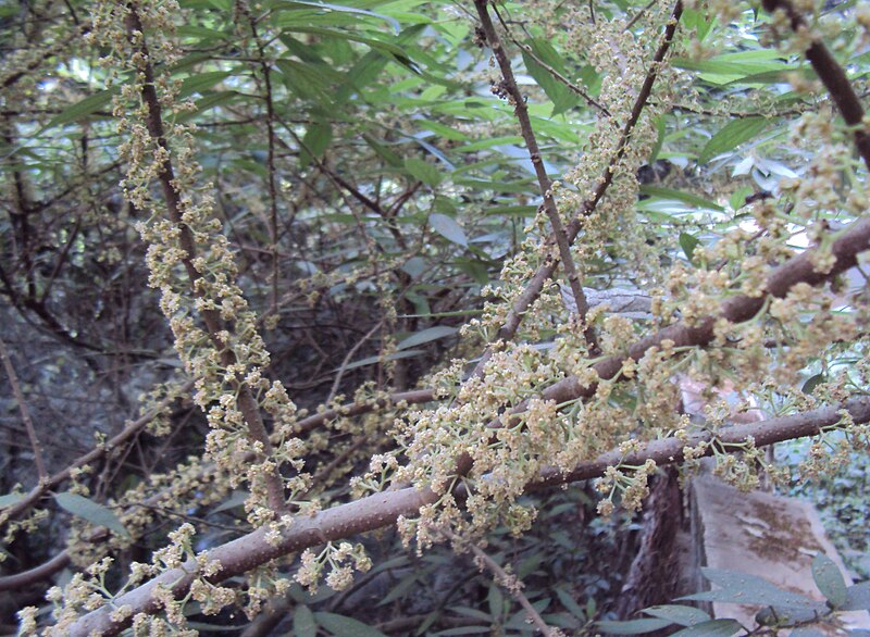 File:Oreocnide integrifolia 32.jpg