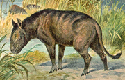 Restoration of the Eocene-Oligocene oreodont mammal Merycoidodon. Heinrich Harder (1920). Oreodon cropped.png