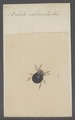 Oribates - Print - Iconographia Zoologica - Special Collections University of Amsterdam - UBAINV0274 072 04 0002.tif