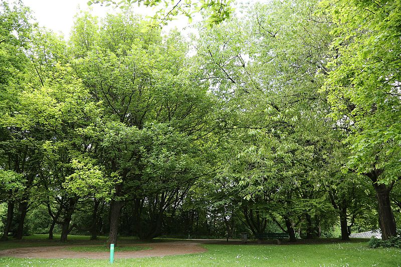 File:Ostpark 2017052556.jpg