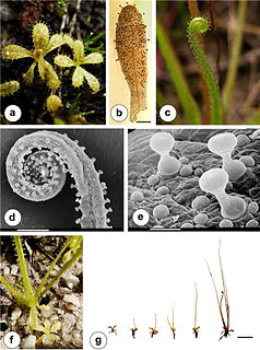 <i>Pinguicula filifolia</i> Species of carnivorous plant
