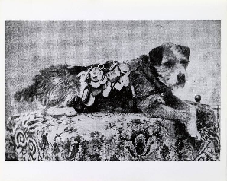 File:Owney with tags.jpg