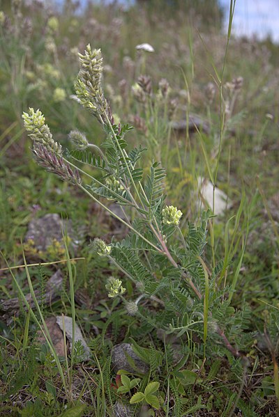 File:Oxytropis pilosa on Kastad kulle 002.jpg