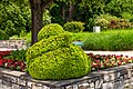 * Nomination Buxus sempervirens and flower-bed on the vernal Johannes-Brahms-Promenade, Pörtschach, Carinthia, Austria -- Johann Jaritz 01:40, 3 June 2024 (UTC) * Promotion  Support Good quality. --Bgag 02:45, 3 June 2024 (UTC)