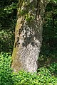 * Nomination Trunk of an oak tree on Quellweg in Winklern, Pörtschach, Carinthia, Austria -- Johann Jaritz 00:03, 2 July 2019 (UTC) * Promotion Good quality. --Podzemnik 00:55, 2 July 2019 (UTC)