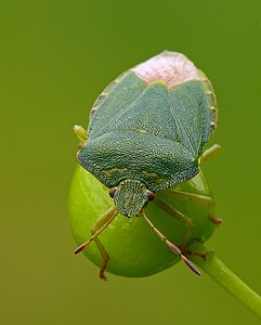 Palomena prasina (Green Shield Bug)