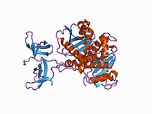 Modèle tridimensionnel de l'enzyme