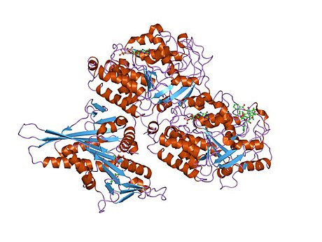 Tubulin