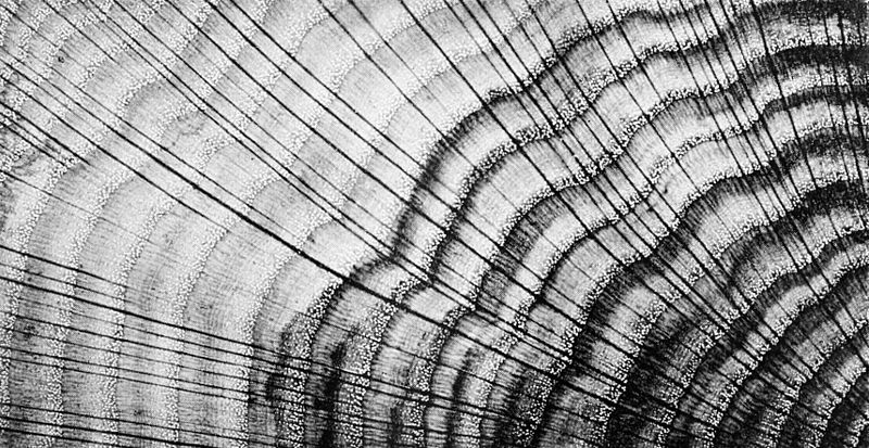 File:PSM V45 D333 Cross section of pin oak.jpg