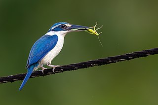 <span class="mw-page-title-main">Pacific kingfisher</span> Species of bird