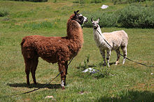 Pack llamas posing near Muir Trail.jpg
