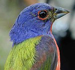 PaintedBunting23.jpg