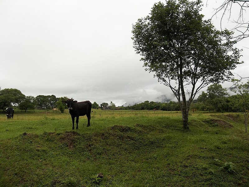 File:Paisagem na Chácara das Taquaras. Palma 8º distrito de Santa Maria - panoramio.jpg