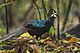 Palawan Peacock-Pheasant - Palawan - Philippines H8O0751 (15361453469).jpg