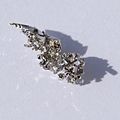 Palladium crystal, about 1 gram. Original size in cm - 0.5 x 1.jpg