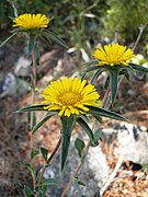 Pulicaria arabica