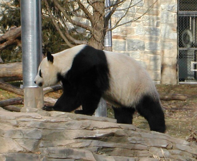 Giant panda - Wikipedia