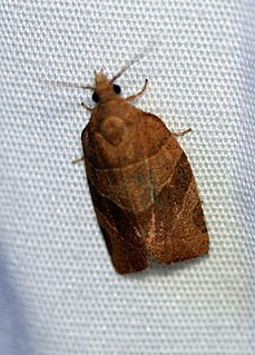 <i>Pandemis limitata</i> Species of moth