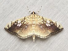 Pantographa limata 305807479.jpg