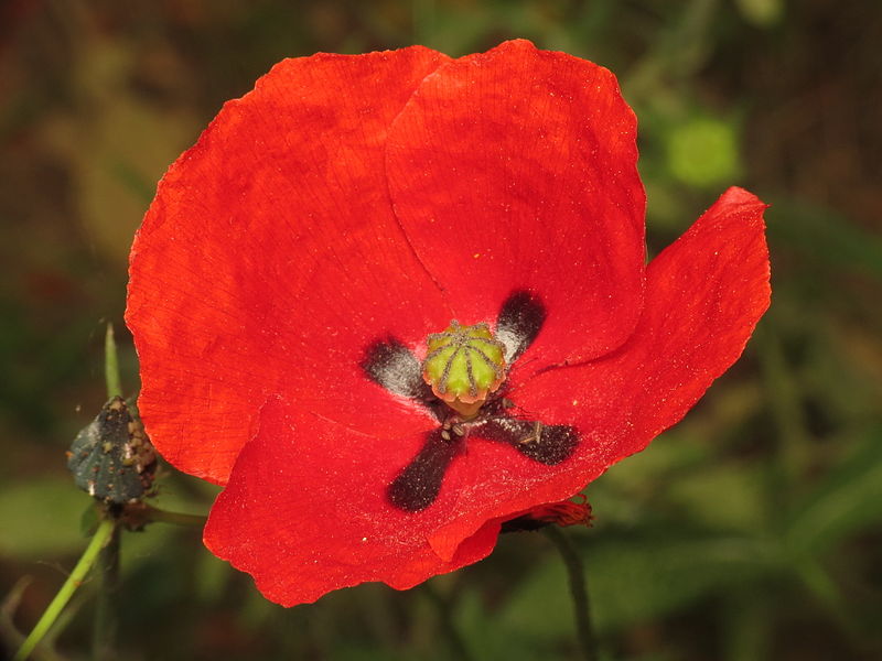 File:Papaver rhoeas (13606130454).jpg