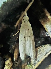 Observation of live P. marginata Paramorpha marginata 163000107.jpg