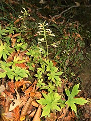 頭花は円錐状に斜上するか横向きにつく。冠毛は白色で多数ある。