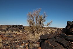 Parkinsonia africana 12564686.jpg