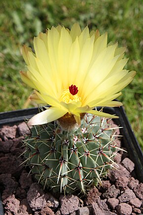 Parodia buiningii.JPG görüntüsünün açıklaması.