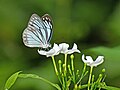 * Nomination Partial open wing Nectaring of Pareronia hippia (Fabricius, 1787) - Indian Wanderer(Male) --Sandipoutsider 18:08, 25 July 2024 (UTC) * Decline  Oppose Picture overall is grainy, and there is a noticeable glow around the petals. --FreeMediaKid! 06:12, 29 July 2024 (UTC)