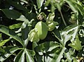 * Nomination Passiflora foetida fruit NBG --PumpkinSky 00:02, 25 July 2017 (UTC) * Promotion Good quality. -- Johann Jaritz 02:05, 25 July 2017 (UTC)