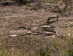 Vista di un uccello grigio seduto a terra, quasi invisibile su un letto di ramoscelli.