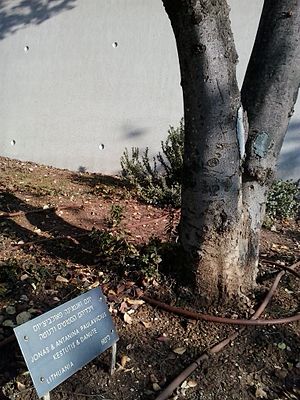 העץ שניטע לכבודם של משפחת פאולביציוס