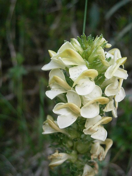 File:Pedicularis elongata RHu 04.JPG