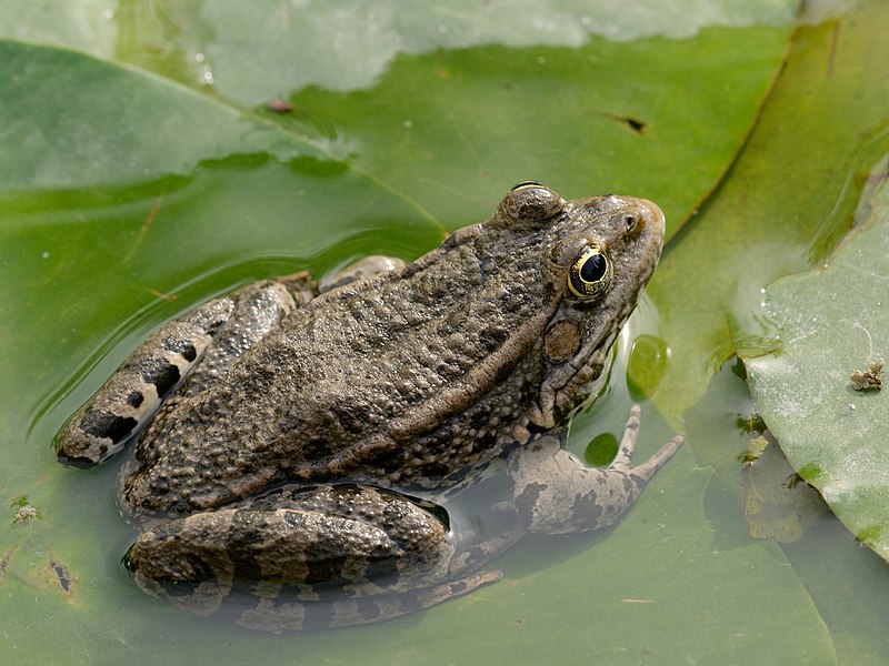 Озерная лягушка. Pelophylax ridibundus самка. Жаба Уральская. Окрас лягушки Озерной.