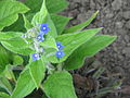 Pentaglottis sempervirens