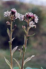 Miniatura para Petasites fragrans