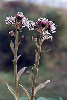 <i>Petasites pyrenaicus</i> Species of flowering plant in the daisy family Asteraceae