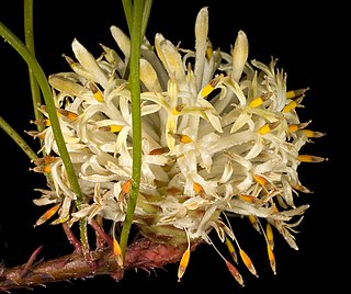<i>Petrophile prostrata</i> Species of shrub endemic to Western Australia