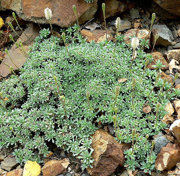 File:Petrophyton caespitosum 1.jpg